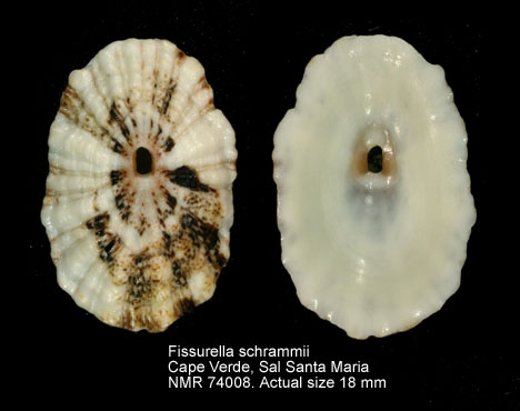 Fissurella schrammii (2).JPG - Fissurella schrammiiP.Fischer,1857
